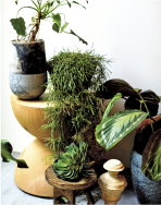 BOTANICAL ボタニカル イメージ